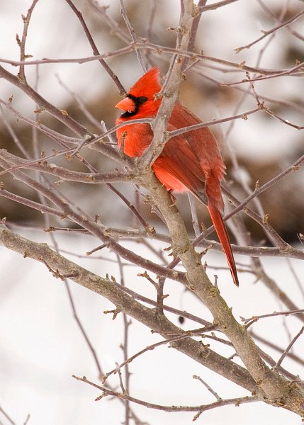 Cardinal-0070