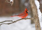 Cardinals