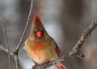 Cardinal-0095.jpg