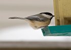 Chickadees