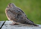 Doves