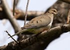 Dove-0069.jpg