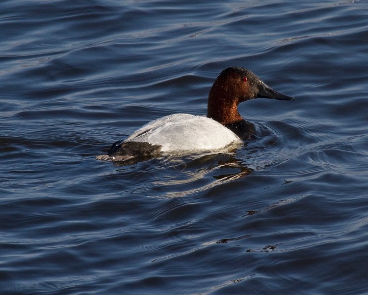 Canvasback-0003