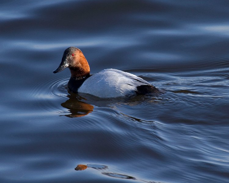 Canvasback-0015