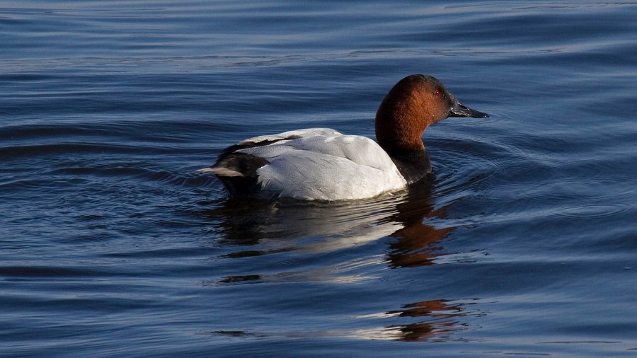 Canvasback-0016