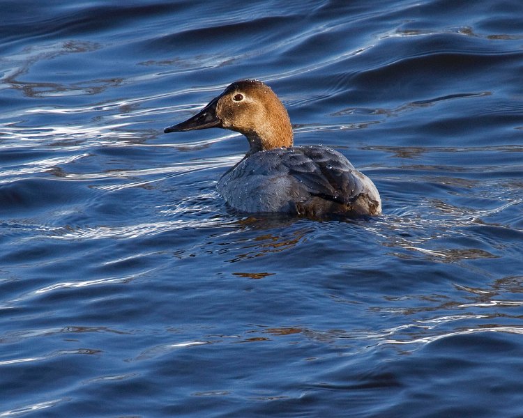 Canvasback-0018