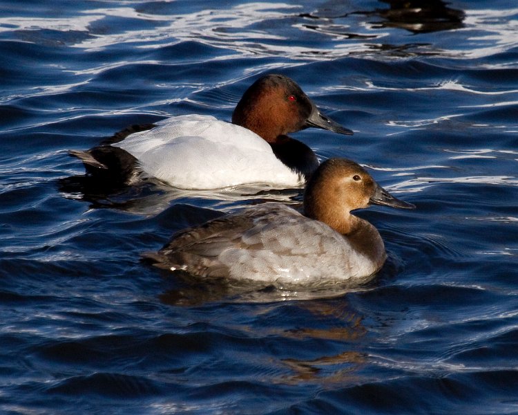 Canvasback-0020