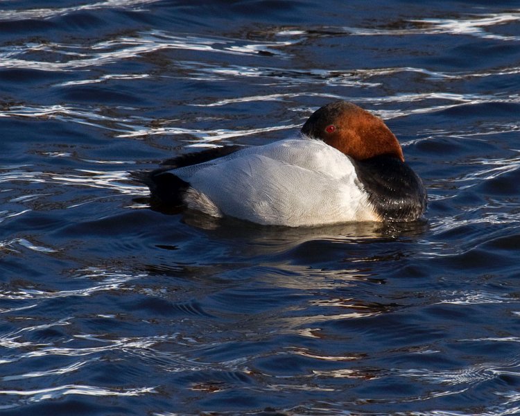 Canvasback-0022