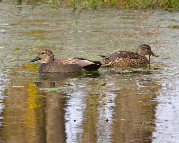 Gadwall-0003