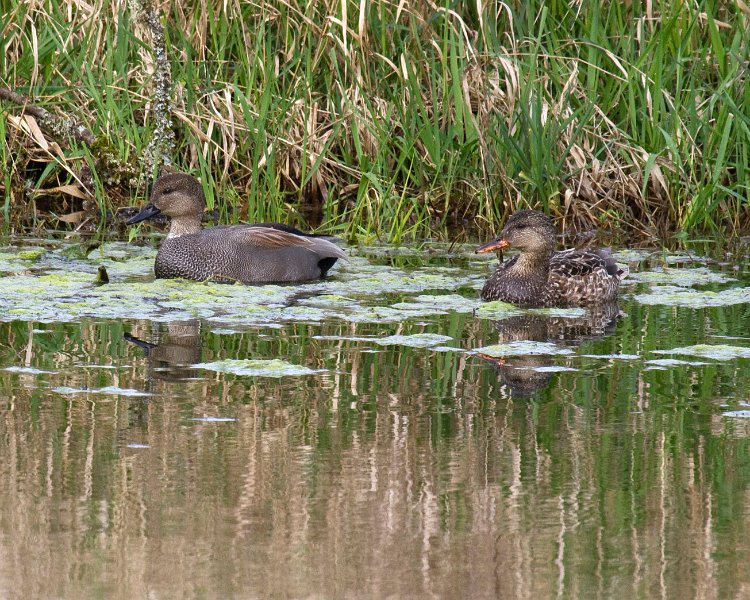Gadwall-0005