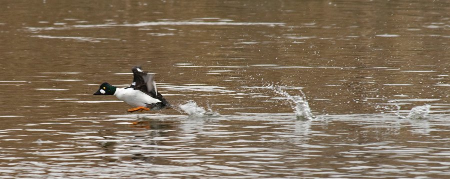 Goldeneye-0034
