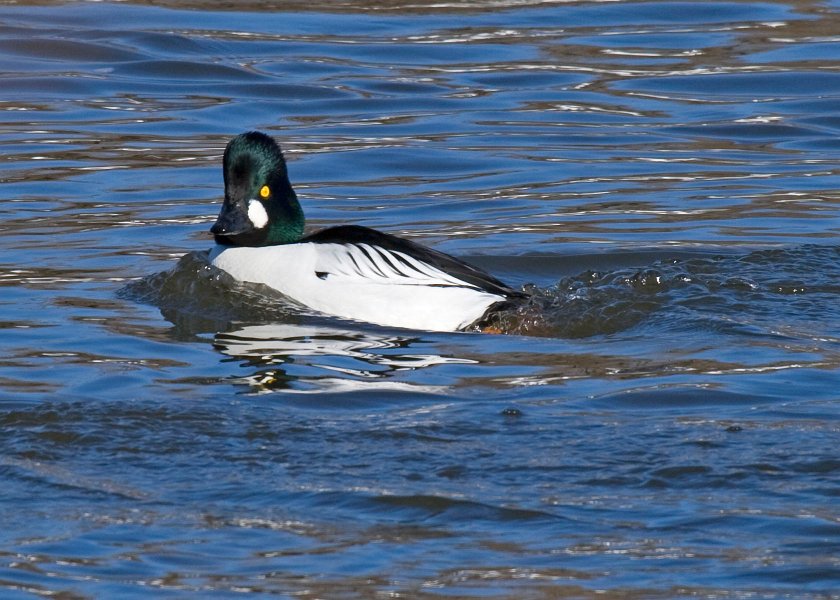 Goldeneye-0065