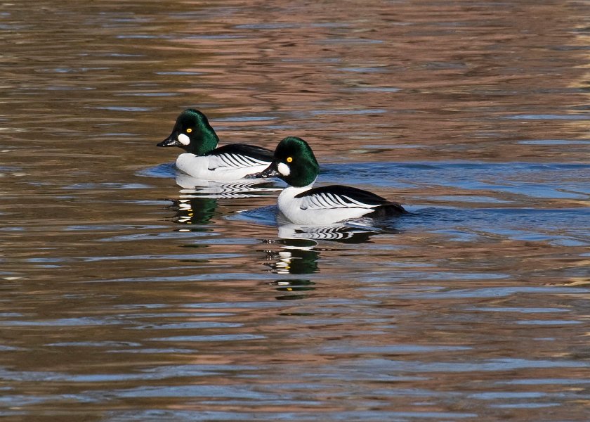 Goldeneye-0070