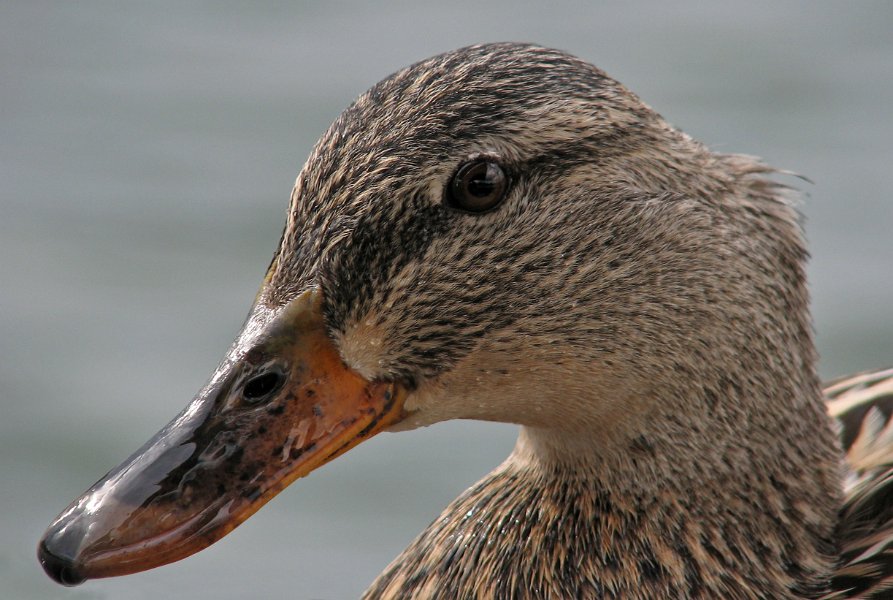 Mallard-0009