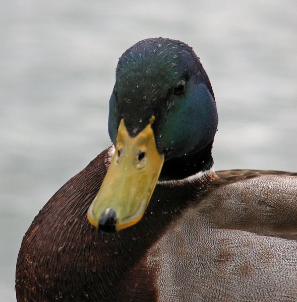 Mallard-0010