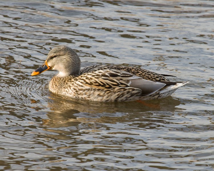 Mallard-0032