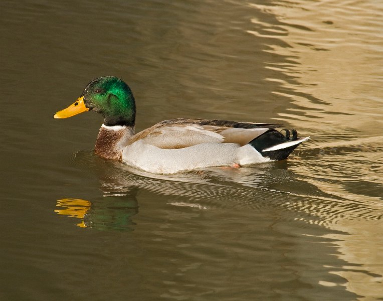Mallard-0035