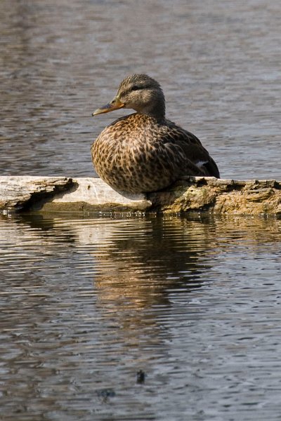 Mallard-0037