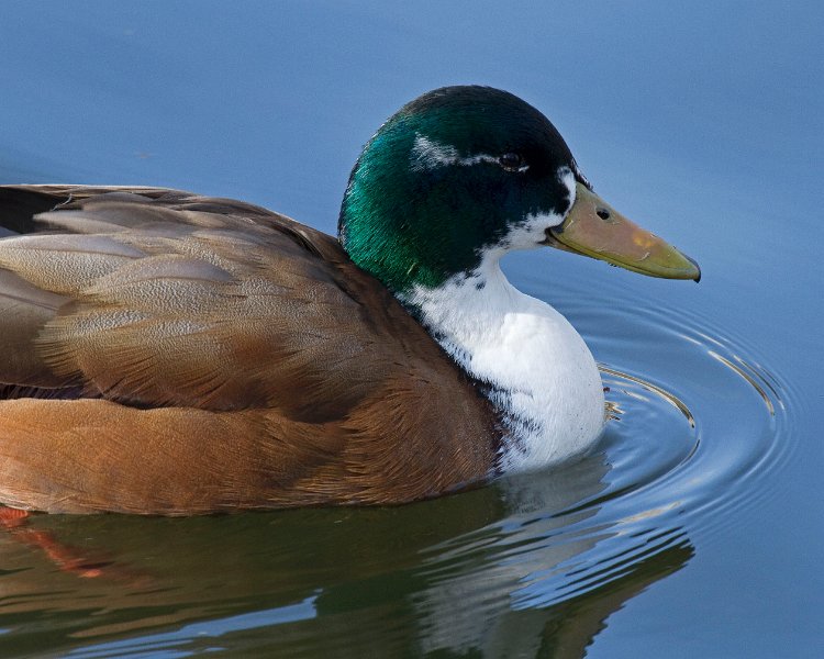 Mallard-0047