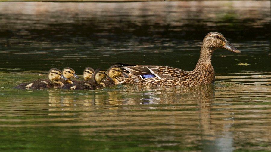 Mallard-0048