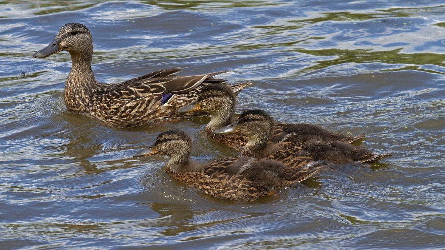 Mallard-0051
