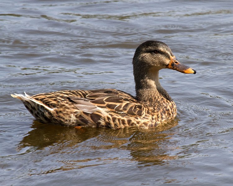Mallard-0052