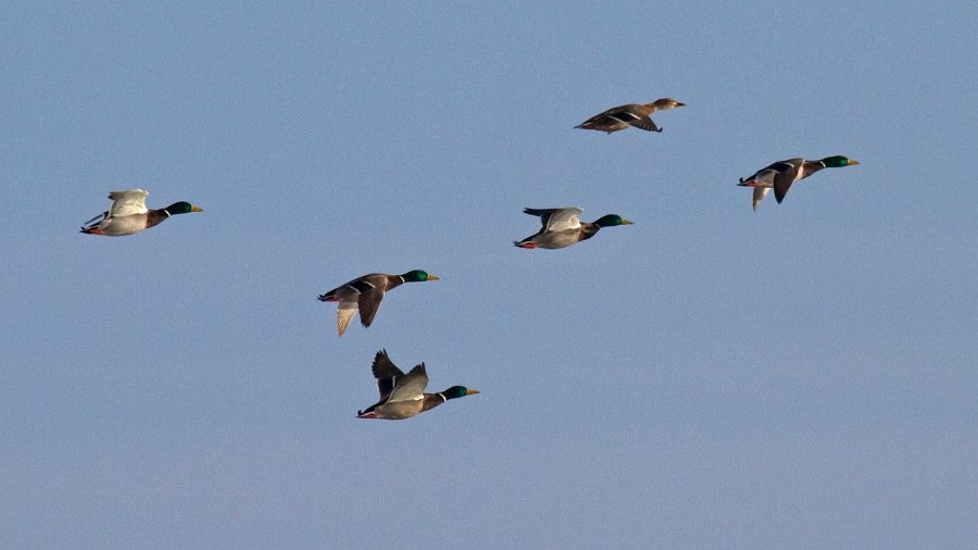 Mallard-0053