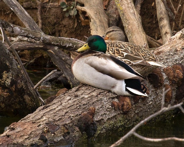 Mallard-0054