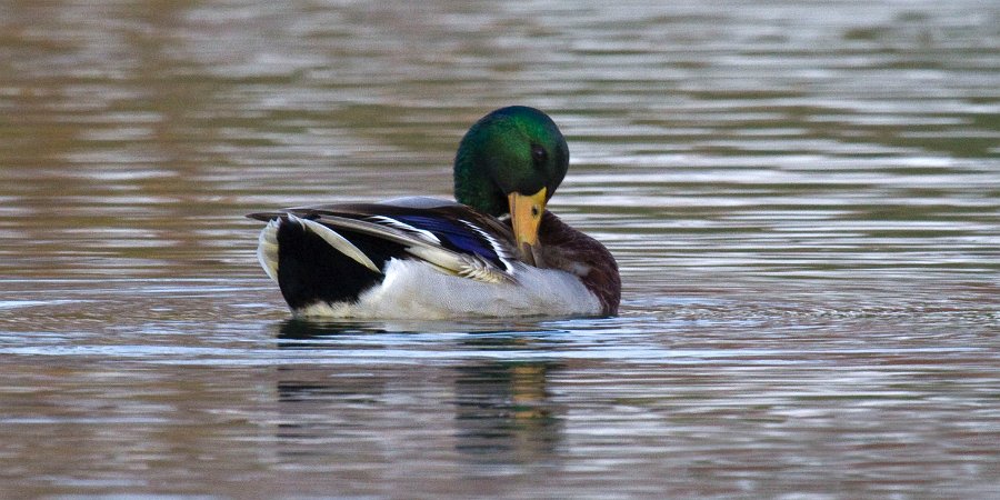 Mallard-0058