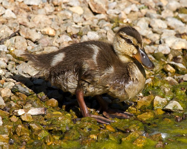 Mallard-0061