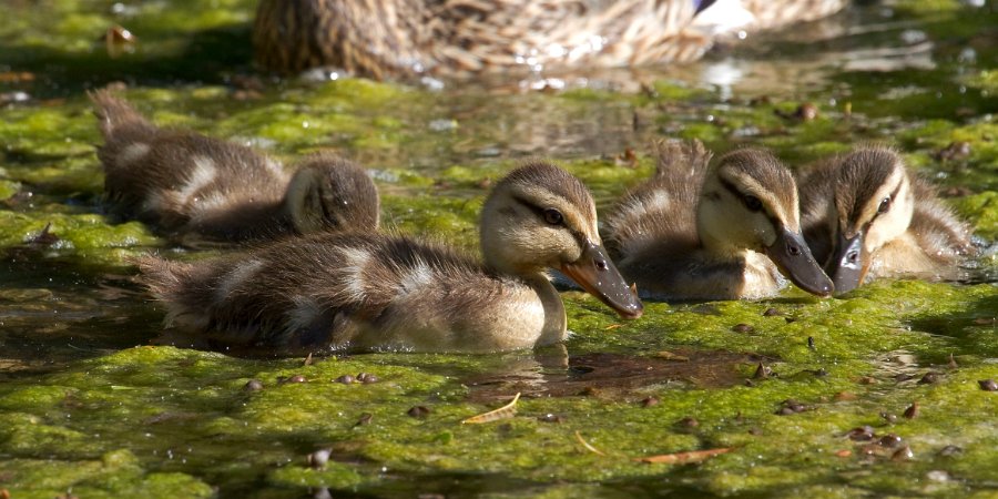 Mallard-0062