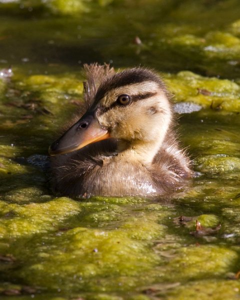 Mallard-0064