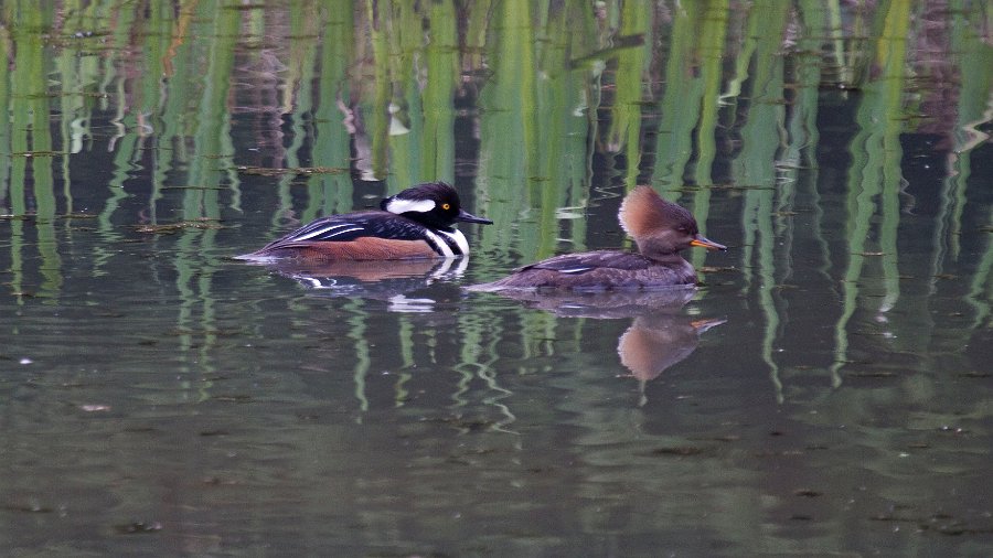 Merganser-0012