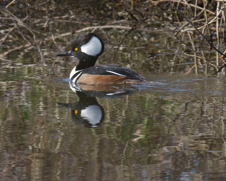 Merganser-0017