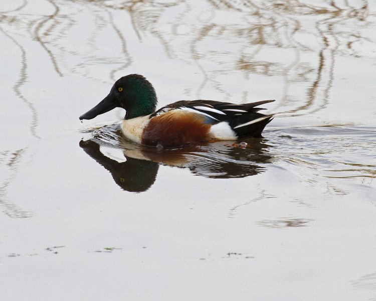 Shoveler-0014