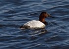 Canvasback-0003.jpg