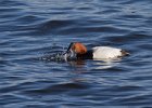 Canvasback-0007.jpg