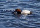 Canvasback-0008.jpg