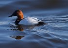 Canvasback-0014.jpg