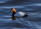 Canvasback-0015.jpg