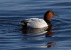 Canvasback-0016.jpg