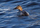 Canvasback-0018.jpg