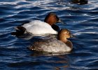Canvasback-0020.jpg