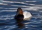 Canvasback-0021.jpg