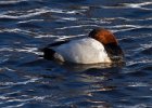 Canvasback-0022.jpg