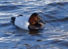 Canvasback-0023.jpg