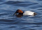 Canvasback-0024.jpg