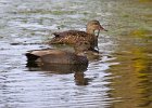 Gadwall-0002.jpg
