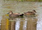 Gadwall-0003.jpg