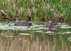 Gadwall-0005.jpg